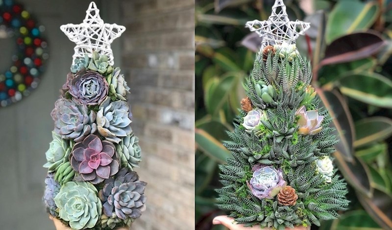 Jelke od sukulenata novi su trend i prodaju se za više od 800 kuna