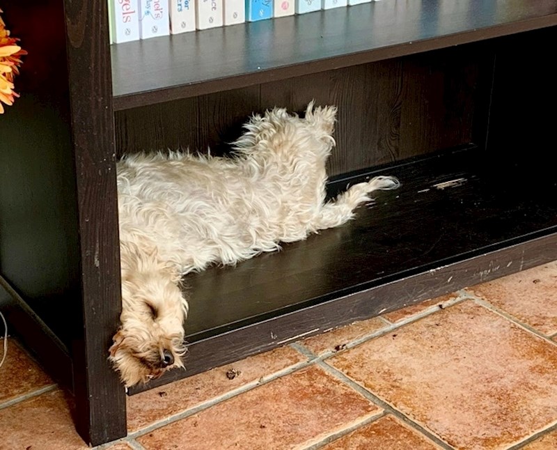 "Naš pas Teddy ima prilično fleksibilan vrat"