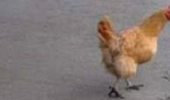 Pogledajte kako se ova cool kokoš zauvijek upisala u povijest