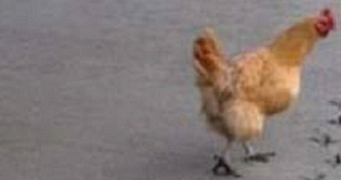 Pogledajte kako se ova cool kokoš zauvijek upisala u povijest