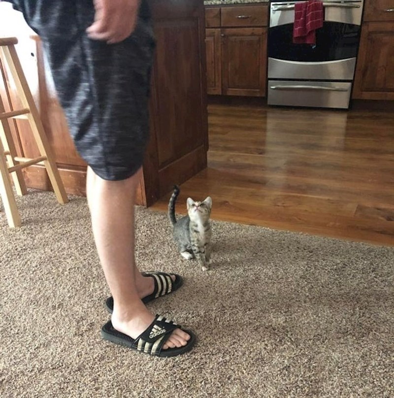 "Moj muž nije ljubitelj mačaka, ali tko bi odolio ovom pogledu?"