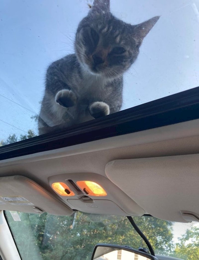 "Svako jutro kada pokušavam otići na posao..."