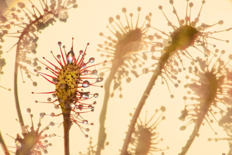 "Sundew" Edwin Giesbers