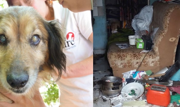 Ovaj slijepi pas živio je u groznim uvjetima, a onda su došli dobri ljudi. Pogledajte ga danas