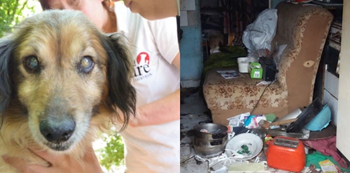 Ovaj slijepi pas živio je u groznim uvjetima, a onda su došli dobri ljudi. Pogledajte ga danas