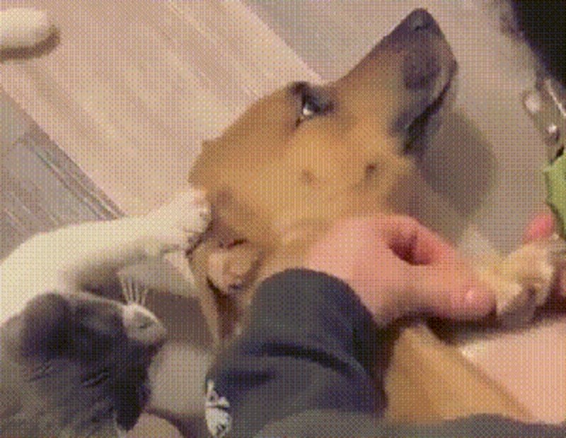 Ovo je preslatko! Mačka tješi psa kojem režu nokte