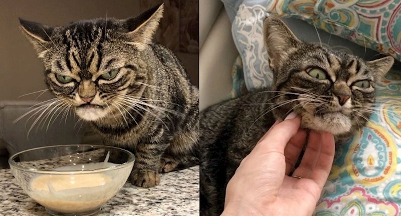 Ovo je nova Grumpy cat, njena namrgođena njuška već je osvojila cijeli svijet