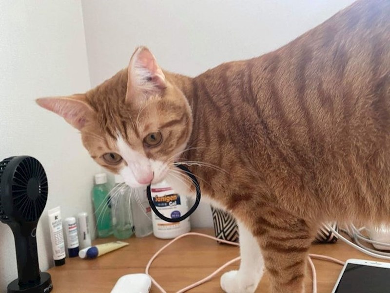 "Sada znam zašto mi nestaju sve gumice za kosu!"