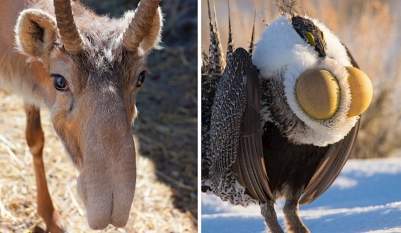 11 puta kada se priroda previše zaigrala s izgledom životinja