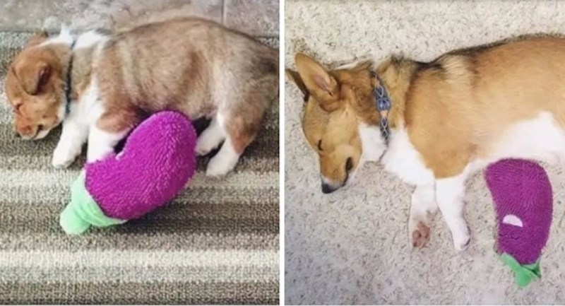 15 preslatkih slika pasa i njihovih igračaka koje dokazuju da su psi najodanija bića na svijetu