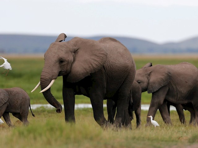 12. Slonovi - 500 smrtnih slučajeva godišnje