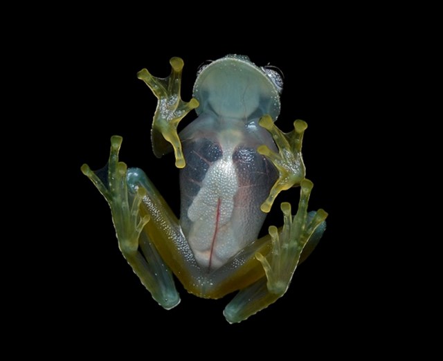 "Staklene" žabe se mogu naći širom Južne Amerike