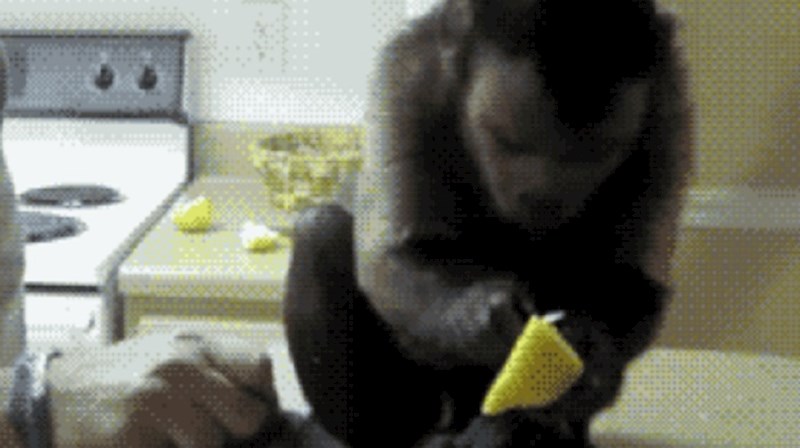 Majmun se počeo jako čudno ponašati nakon što je prvi put probao limun