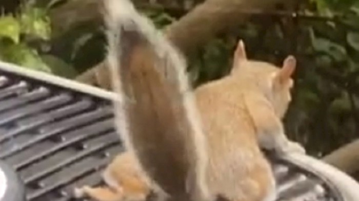 Ljudi su iz svoje kuće ugledali smiješan prizor, pogledajte snimku