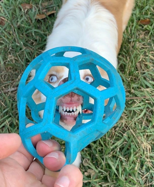 "Lice moga psa kroz njegovu omiljenu igračku"