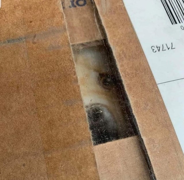 Fotografija psa s paketa hrane našla se točno na prozirnom dijelu, pa se na prvu čini kao da je pas u kutiji :D
