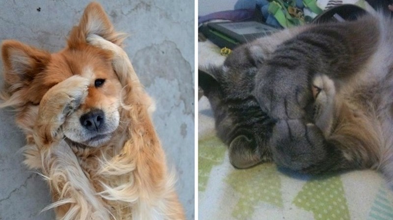 Sramežljivi ljubimci koje ćete poželjeti zagrliti