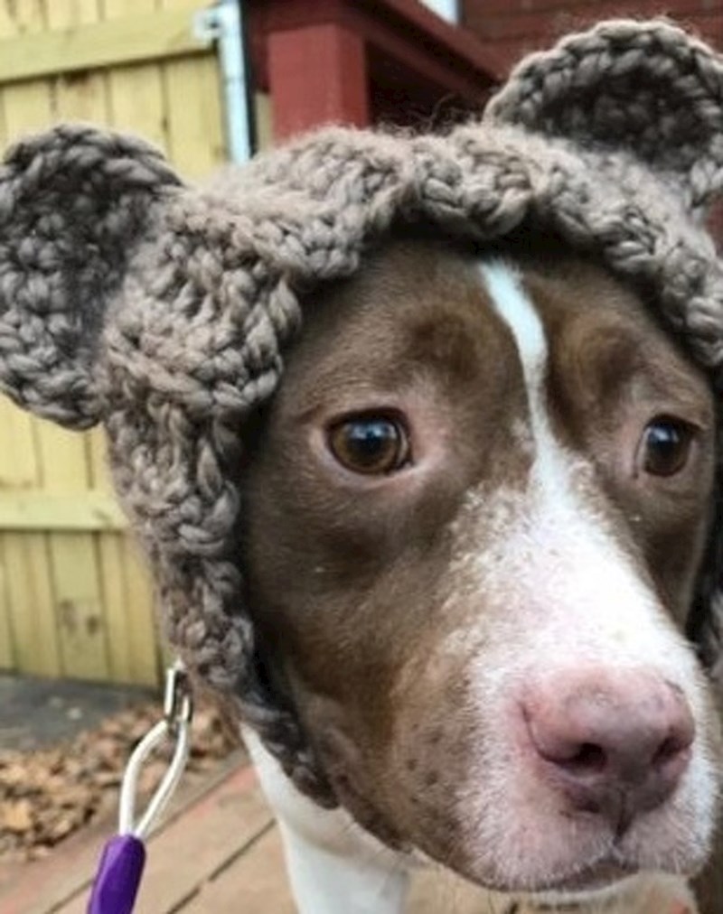 Ovaj pas je izgubio uške, ali jedna djevojka mu je napravila nove...