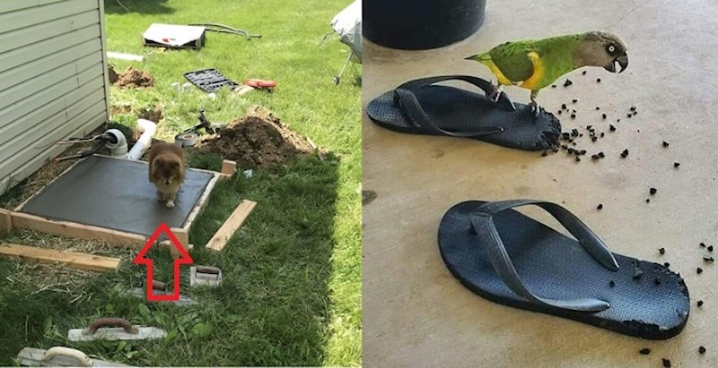 Ljubimci koji svojim vlasnicima obožavaju stvarati svakodnevne probleme