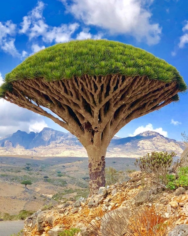 Otok Socotra u Jemenu poznato je po svojim neobičnim "krvavim" stablima