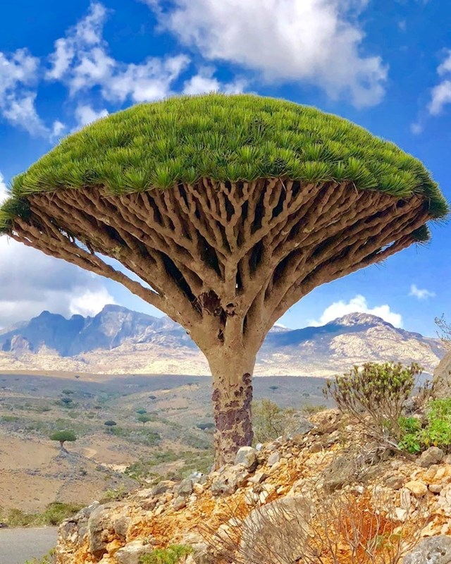 Otok Socotra u Jemenu poznato je po svojim neobičnim "krvavim" stablima