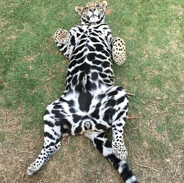 Uzorak dlake na ovom jaguaru je potpuno drugačiji na njegovim leđima i trbuhu