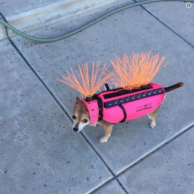 Napadali su ga kojoti pa mu je vlasnik izradio odijelce