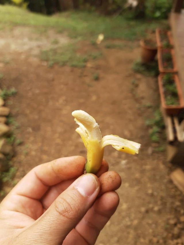 "Najmanja banana na mojoj plantaži"