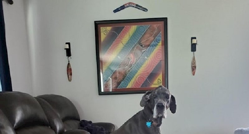 Što se dogodi kada psi zaborave da više nisu mali