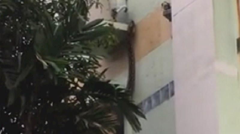 Zmija se popela na četvrti kat zgrade i ušla u stan, ovo je jezivo