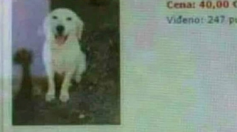 Lik je prodavao psa na internetu, zbog jedne urnebesne stvari oglas je postao viralan