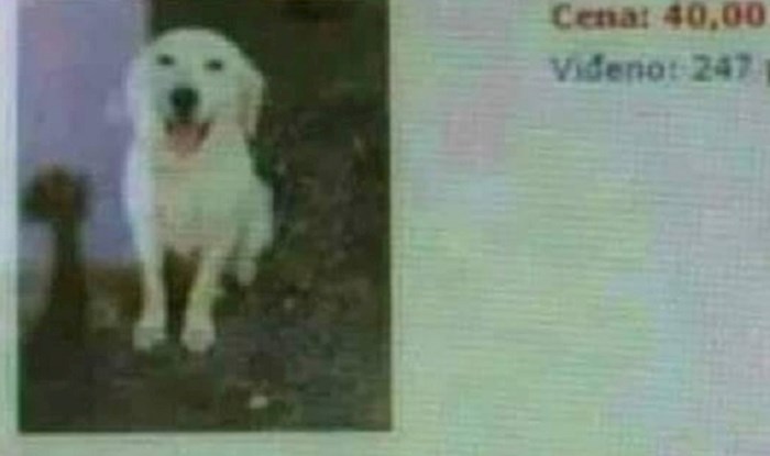 Lik je prodavao psa na internetu, zbog jedne urnebesne stvari oglas je postao viralan