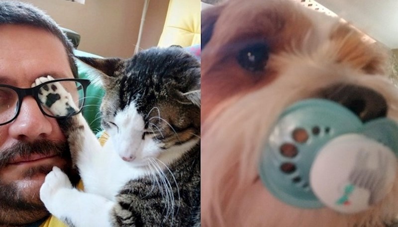 13 malih zlikovaca koji su toliko slatki da se vlasnici jednostavno ne mogu ljutiti na njih