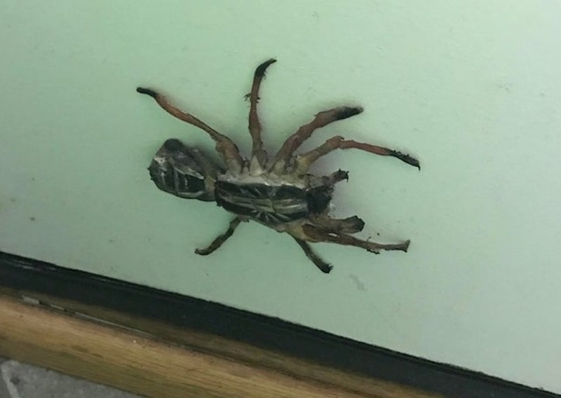 "Moja kćer je napravila ovog pauka od vrućeg ljepila"