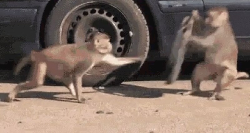 Ovi mali blesavci su nešto najsmješnije što ćete vidjeti danas, pogledajte što su to ukrali