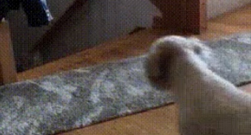 Pas nije ni slutio kakvo će stvorenje iskočiti u sljedećem trenutku