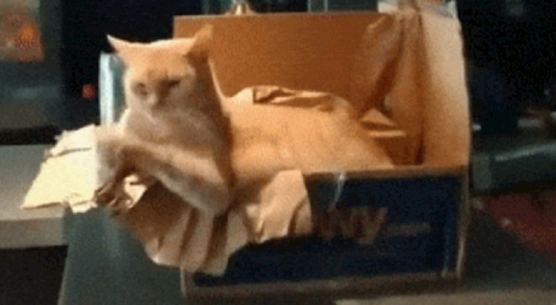 Vlasnici su snimili svoju mačku koja zna boksati, ovo je urnebesno