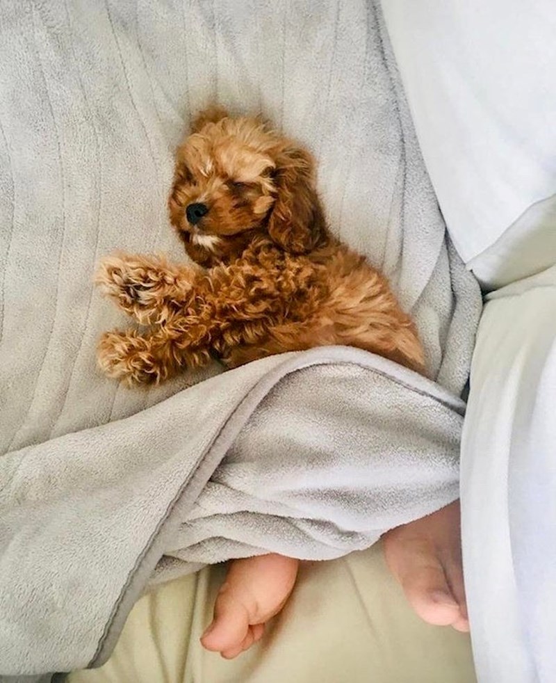 "Moj psić s ljudskim nogama!"