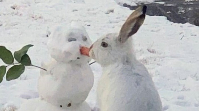 Video zeca koji krade mrkvu snjegoviću oduševio internet