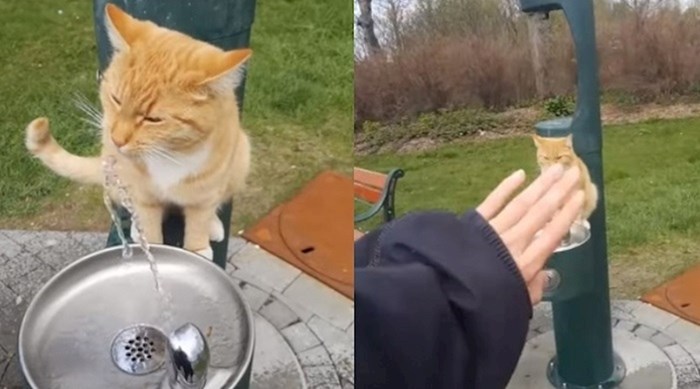 VIDEO Žedna maca čekala je nekog da joj pusti vodu, ovo je preslatko