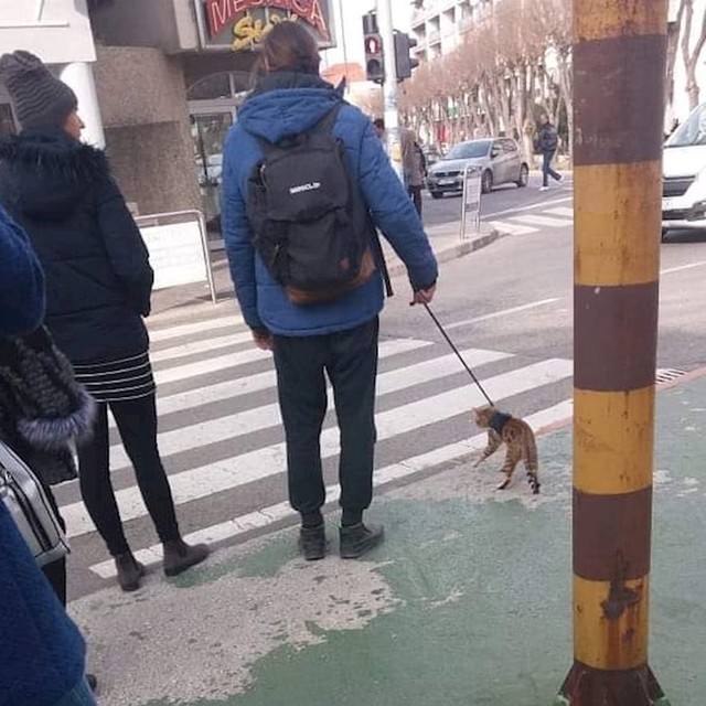 Maca na povodcu :)