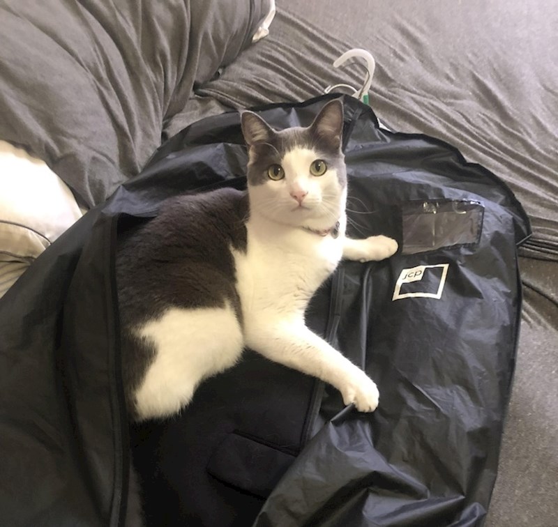 "Poderala je patentni zatvarač i legla na vjenčano odijelo mog budućeg muža"