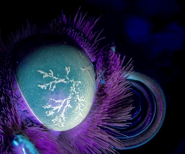 Leptirovo oko