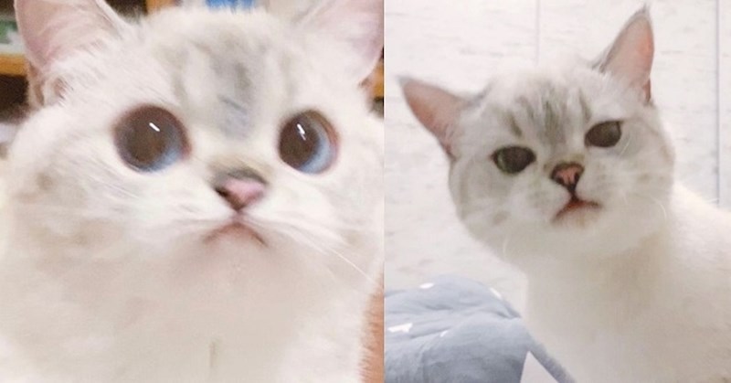 Upoznajte Nanu, mačku iz Kine čije preslatke grimase popravljaju dan