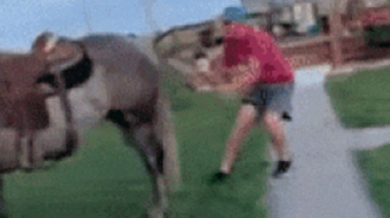 Prišao je konju s leđa, to nije dobro završilo