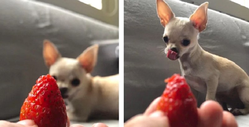 19 preslatkih fotki životinja koje vam u trenu mogu popraviti raspoloženje