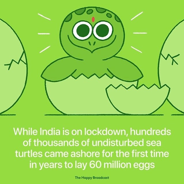 Nakon dugo vremena, kornjače u Indiji došle su na obalu kako bi položile 60 milijuna jaja