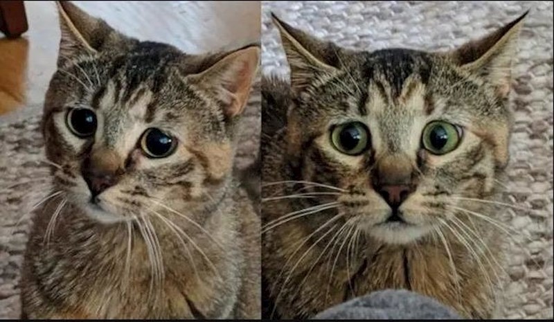 "Moj mačak ima dva izraza lica..."