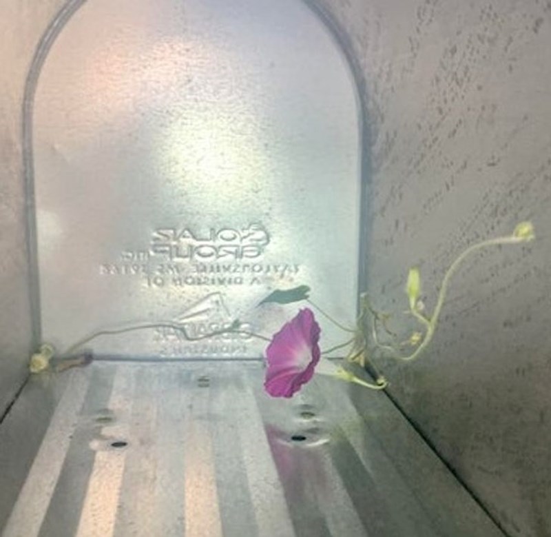 Cvijet koji je niknuo u poštanskom sandučiću