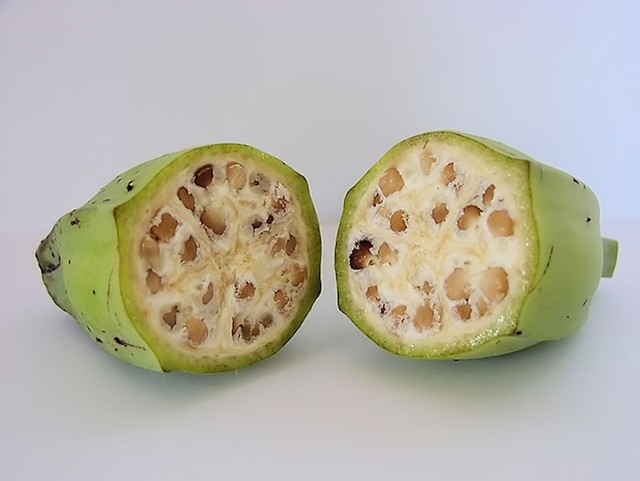 Divlja banana